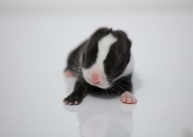 Baby Bunny