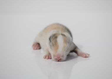 Baby Bunny