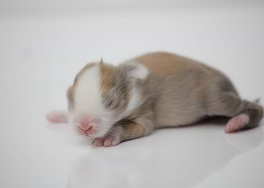 Baby Bunny