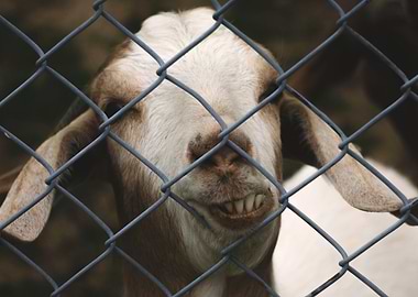 Goofy Goat