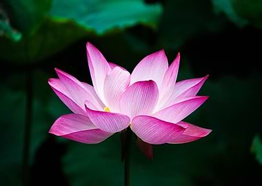 Lotus Blossom