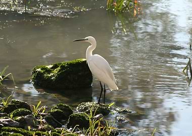 White Egret
