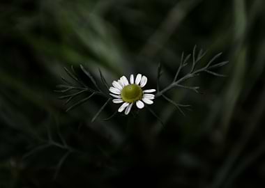 Botanical Still Life Chamo