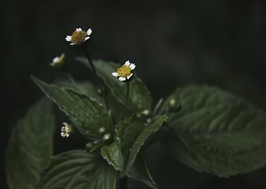 Botanical Still Life