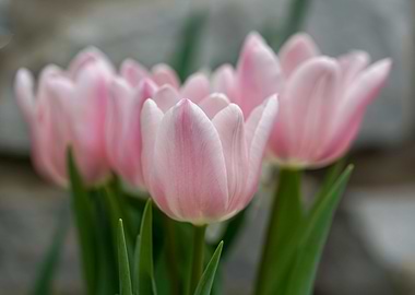 Pink Tulips