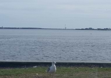 Seagull by the Sea