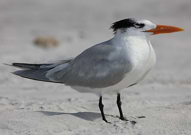 Royal Tern