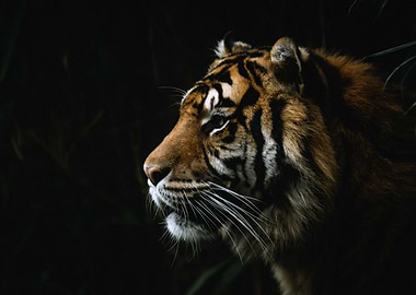 Sumatran Tiger Portrait