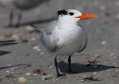 Royal Tern