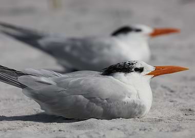 Royal Tern