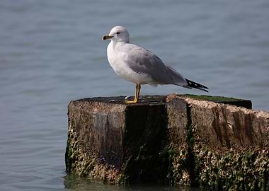 Ring billed Gull