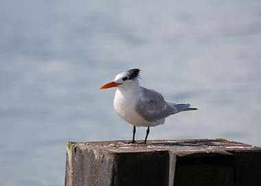 Royal Tern