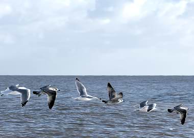 Flying Seagulls