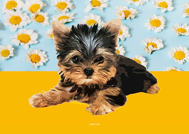 Yorkshire Terrier