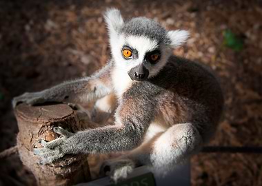 Lemur