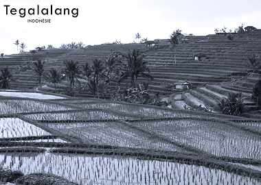 Rice Therapy in Bali