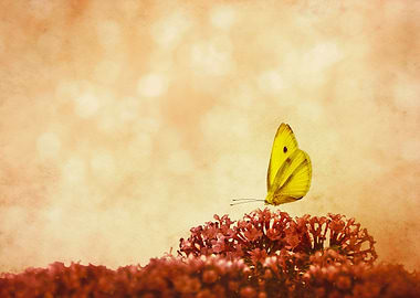Yellow Butterfly