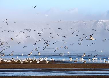 Flying Seagulls