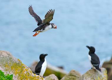 Puffin flying