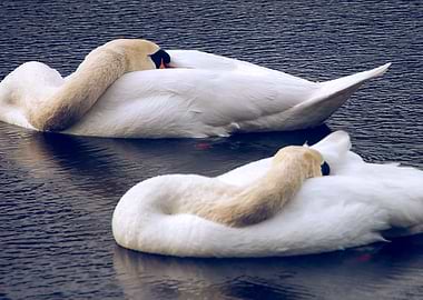 Two Swans
