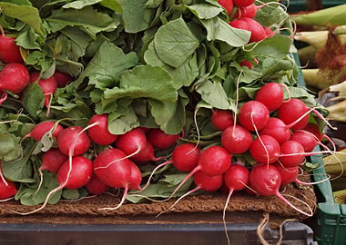 Red radish from the market