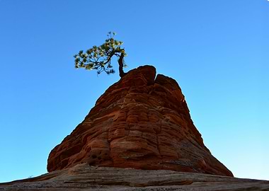 Tree and rock