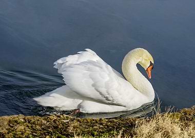 The Swan