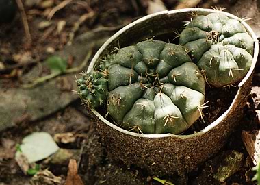 Globular cacti