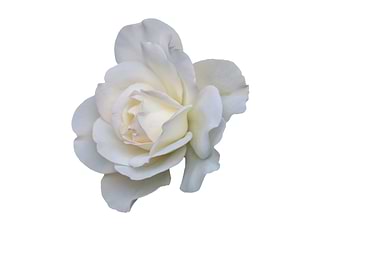 isolated roses on white