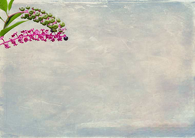 Phytolacca flower card