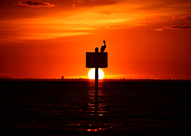 Pelican at sunset