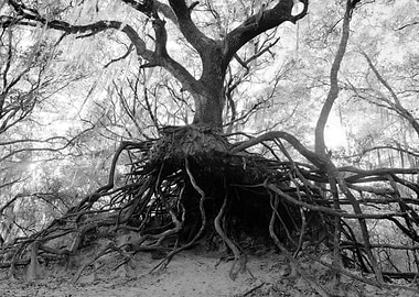 The roots of life