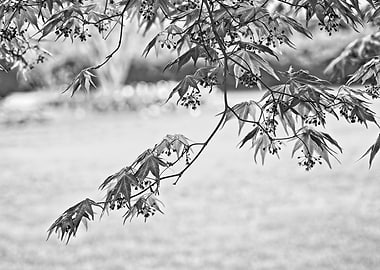 Japanese Maple Tree