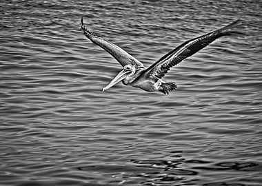 Pacific Brown Pelican