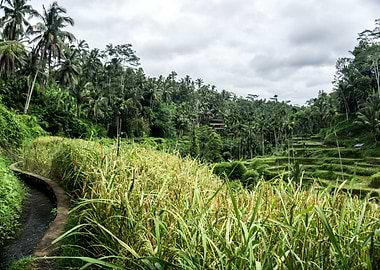 Rice terrace Tegallalang
