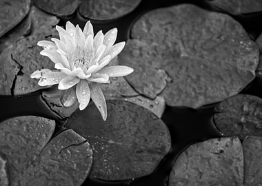Water Lily Flower