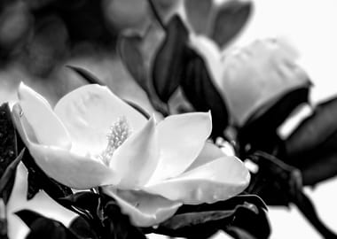 Magnolia Flower