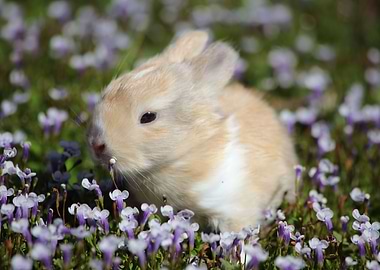 Spring Bunny