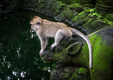 Monkey on statue