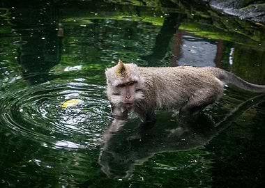 Monkey in pool