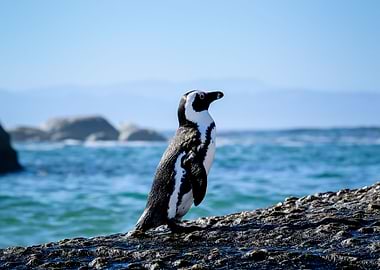 Penguin standing on rock