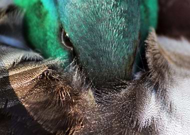 Sleepy mallard duck