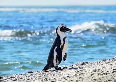 Penguin standing on rock