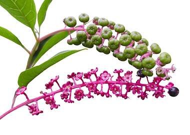 Phytolacca flower