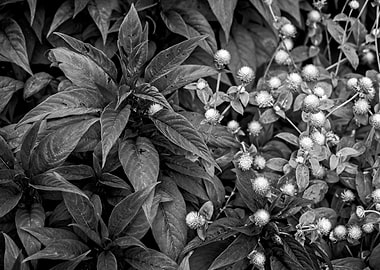 Garden Leaves and Buds