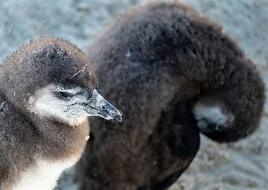 Chick penguins