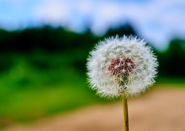 Dandelion