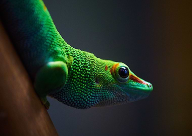 Madagascar Giant Day Gecko