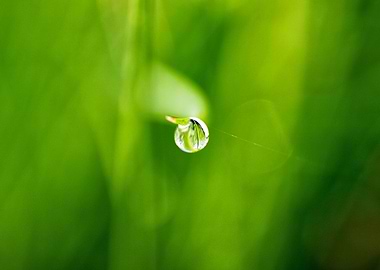 morning dew water drops