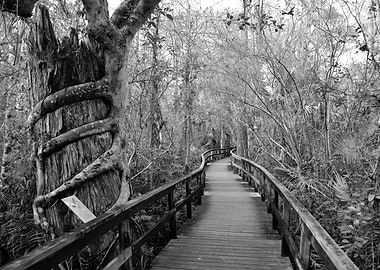 Big Cypress Bend Florida